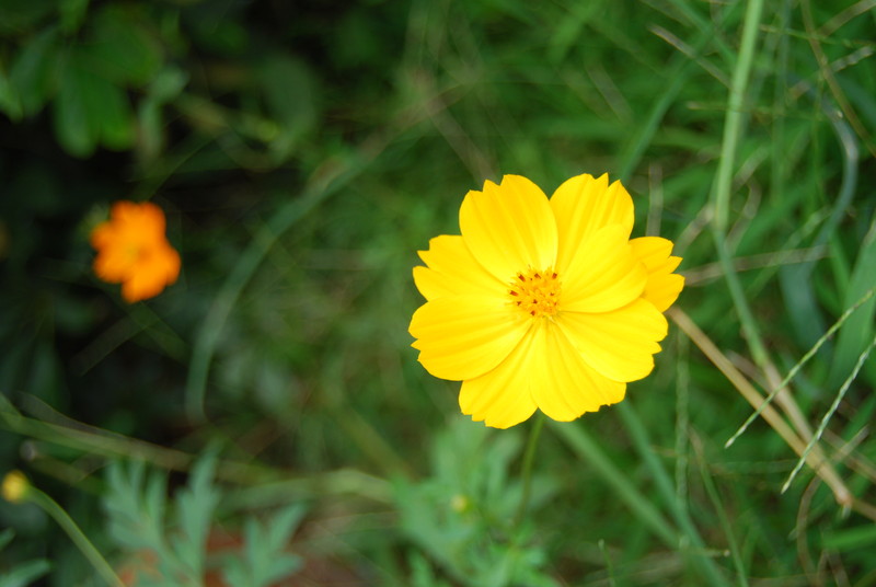 #ZOL国庆随手拍#秋天的花儿也灿烂！