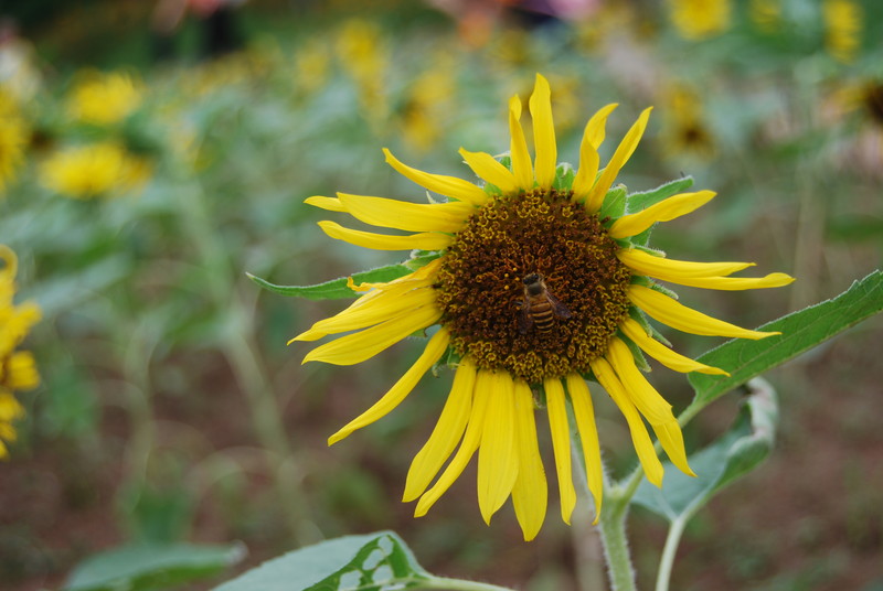 #ZOL国庆随手拍#秋天的花儿也灿烂！