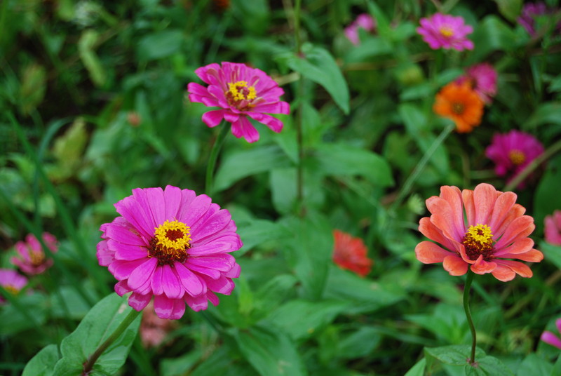 #ZOL国庆随手拍#秋天的花儿也灿烂！