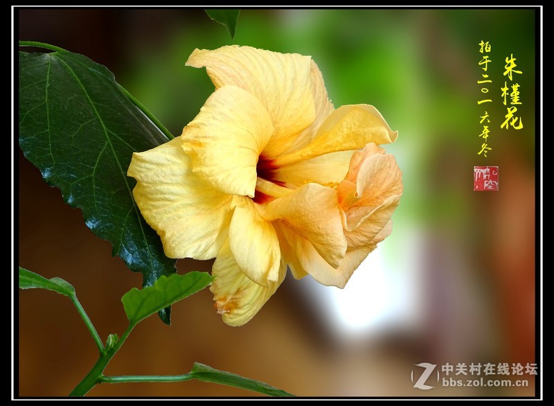 【冬拍朱槿花】