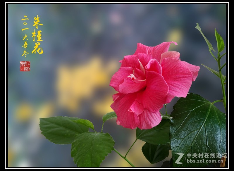 【冬拍朱槿花】