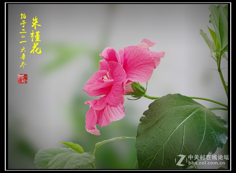 【冬拍朱槿花】