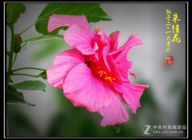 【冬拍朱槿花】