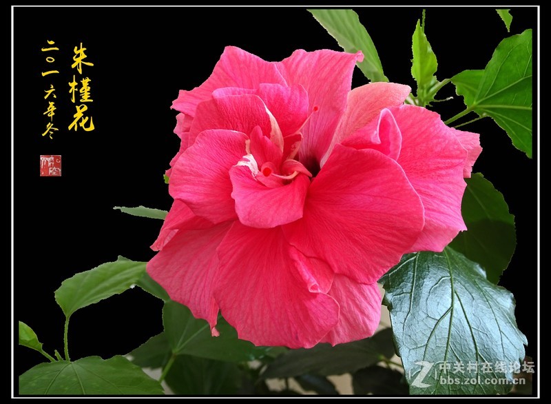 【冬拍朱槿花】