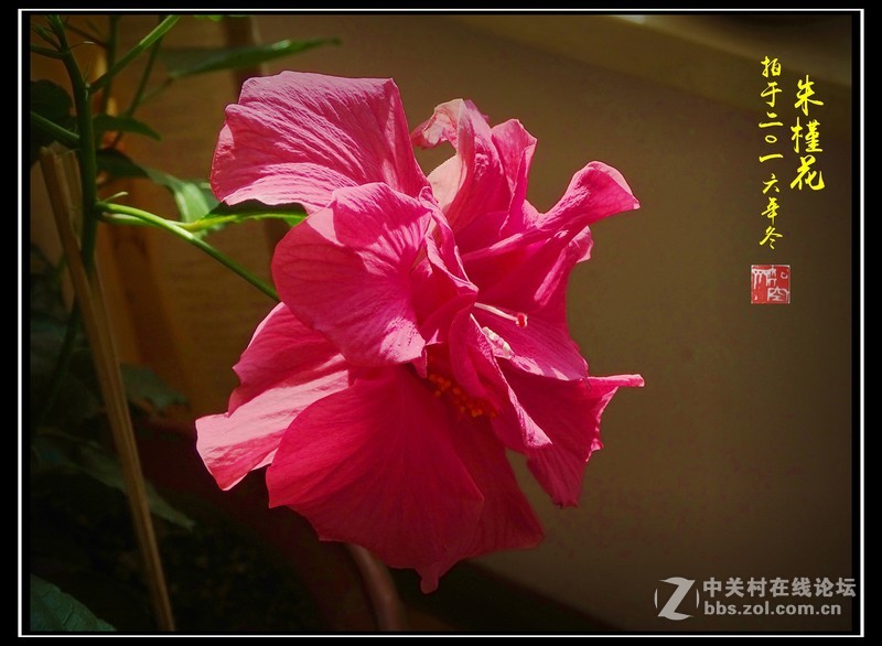 【冬拍朱槿花】