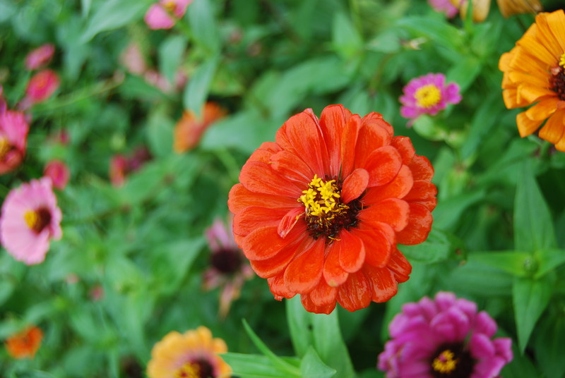 #ZOL国庆随手拍#秋天的花儿也灿烂！