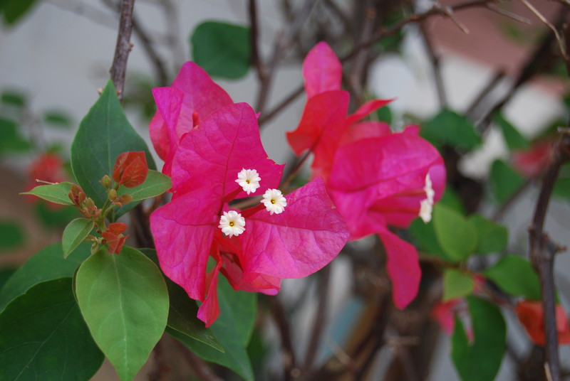 #ZOL国庆随手拍#秋天的花儿也灿烂！