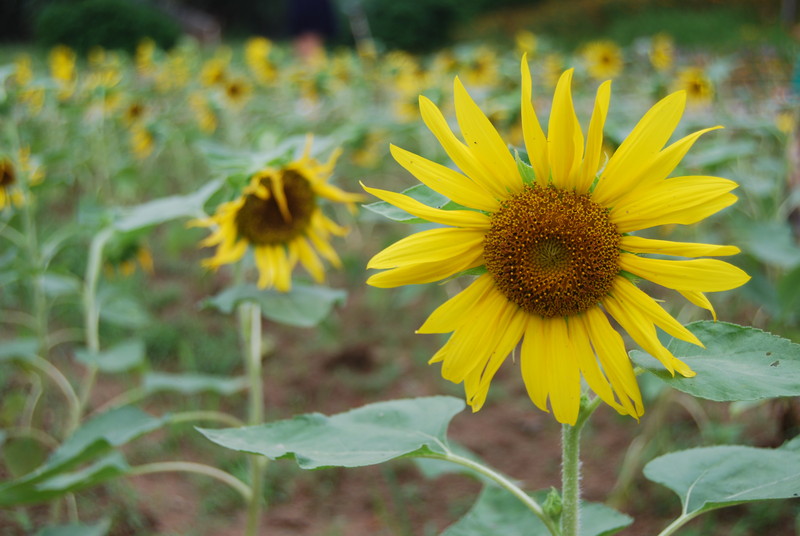 #ZOL国庆随手拍#秋天的花儿也灿烂！