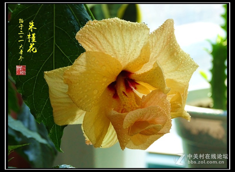 【冬拍朱槿花】