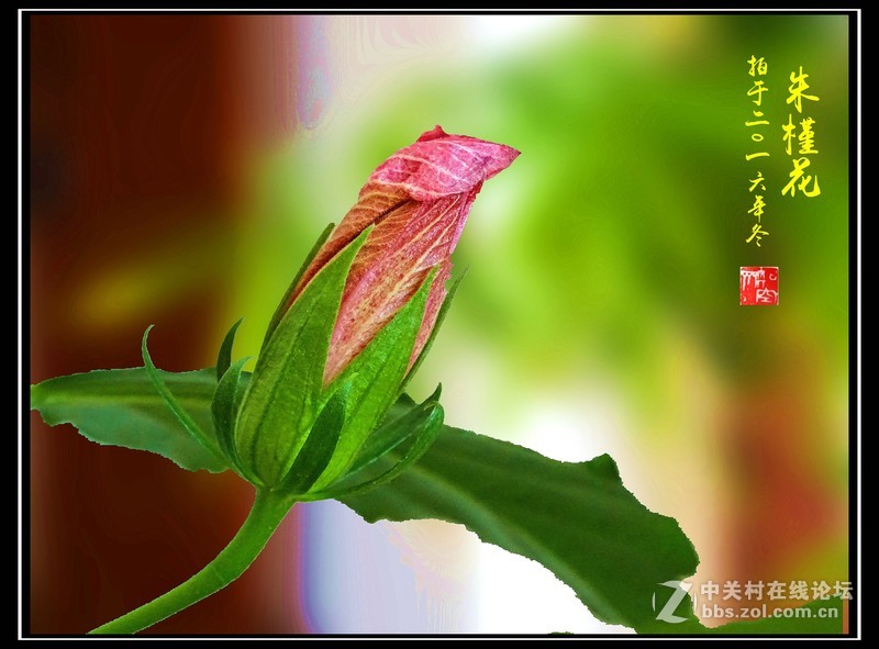 【冬拍朱槿花】