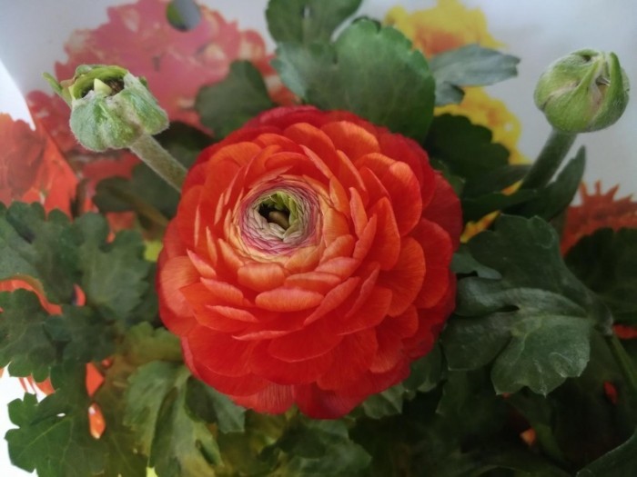 真机全面测评，vivo X9Plus还能称霸2017吗？