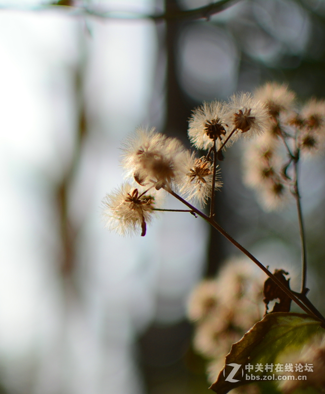 新入定焦镜试拍，感觉不错，以后这个当套头用