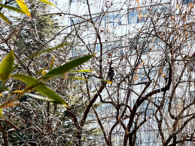 2020了，荣耀20尚能饭否？用随手拍来看荣耀20Pro照样能打