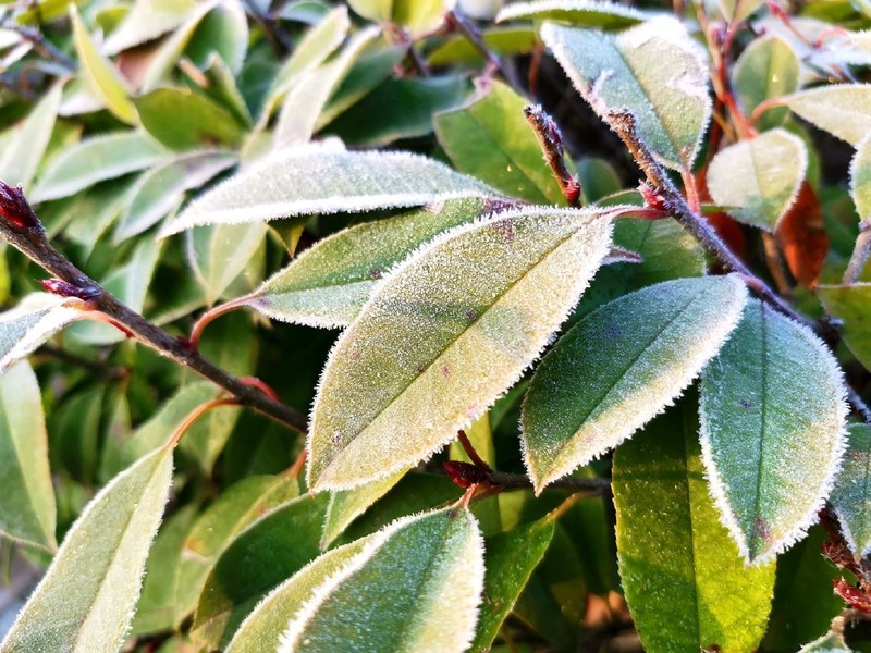 2020了，荣耀20尚能饭否？用随手拍来看荣耀20Pro照样能打