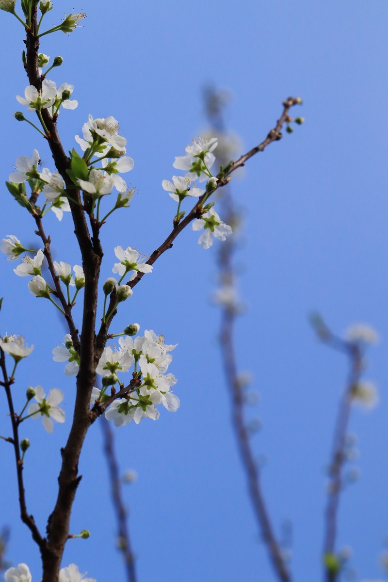 山区早春的野梨花