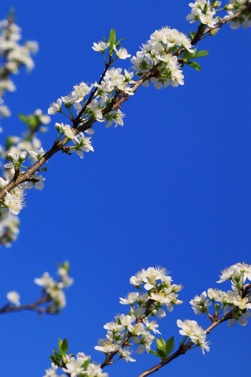 山区早春的野梨花