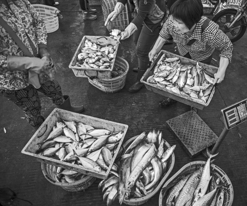 渔港里忙碌的人们