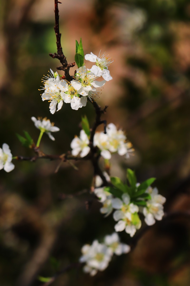 山区早春的野梨花