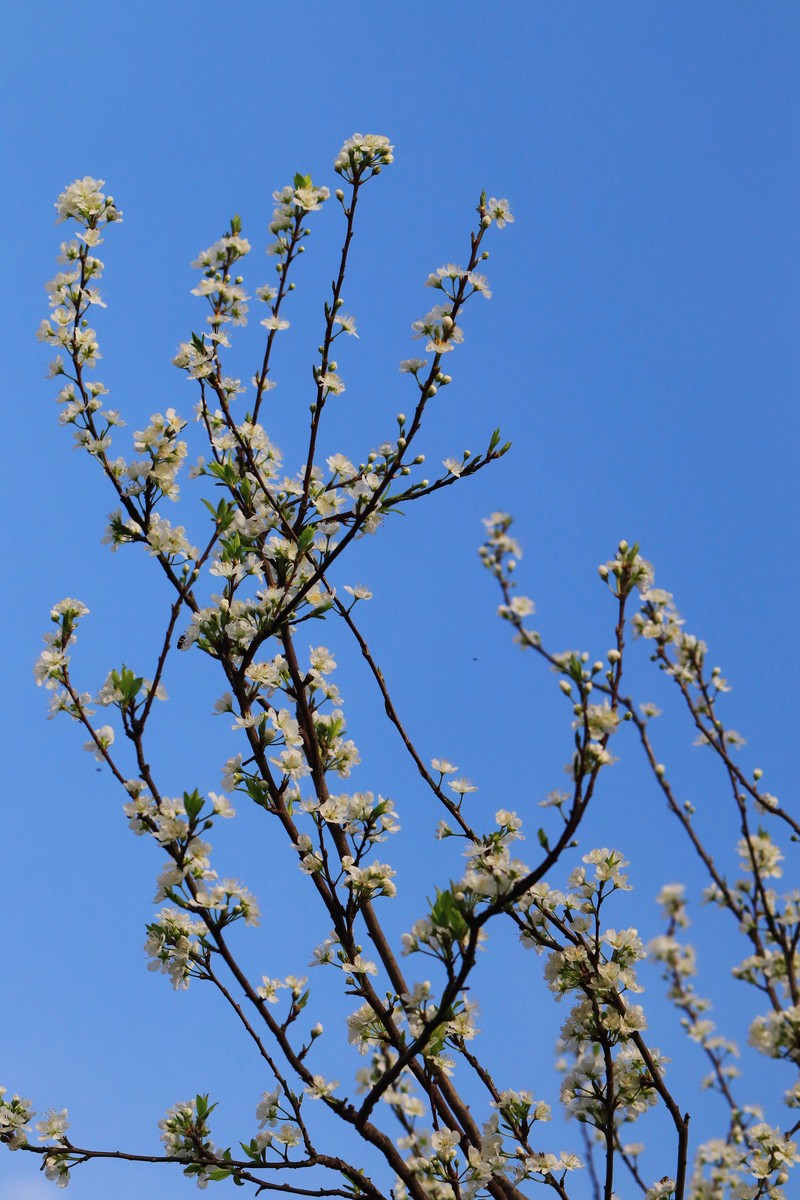山区早春的野梨花