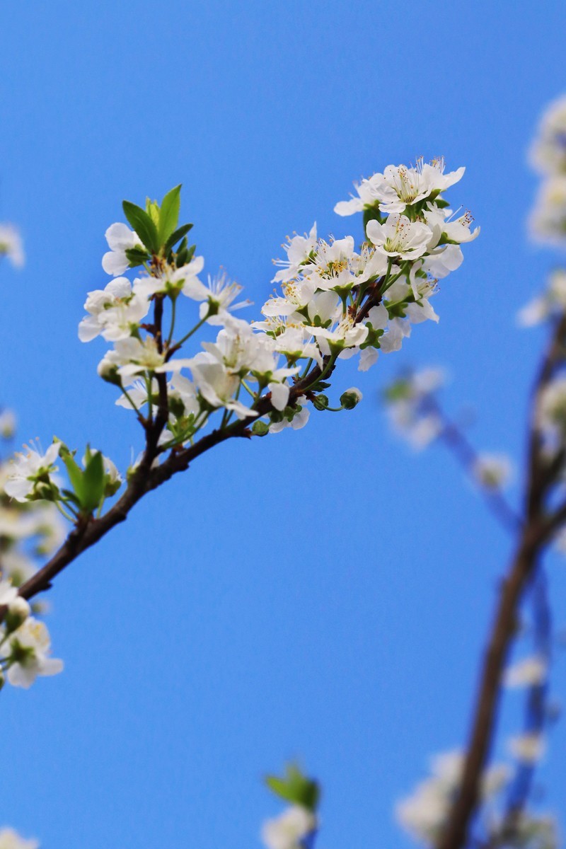山区早春的野梨花
