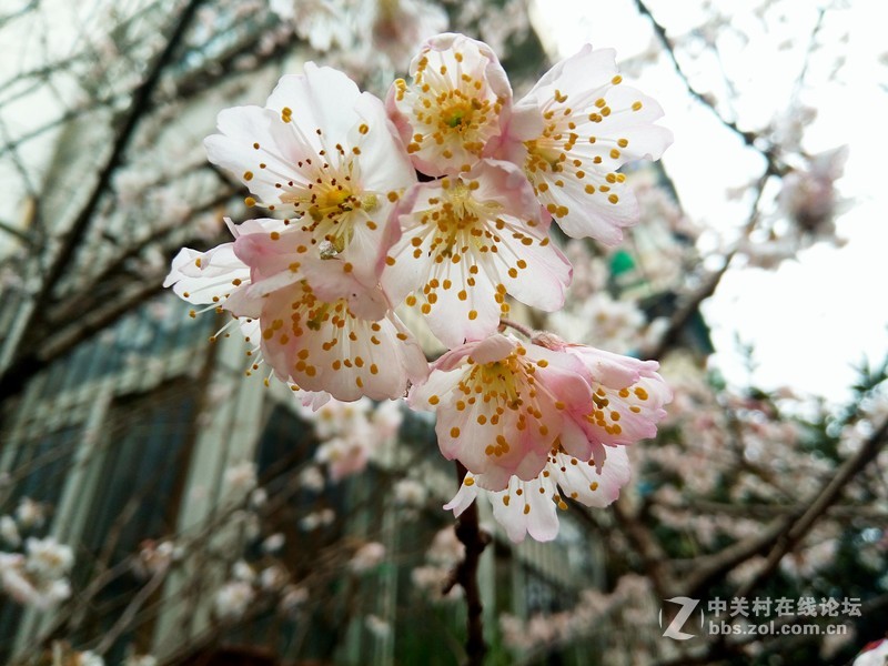 ＃魅蓝5S试用＃一见钟情 魅蓝5S使用初体验