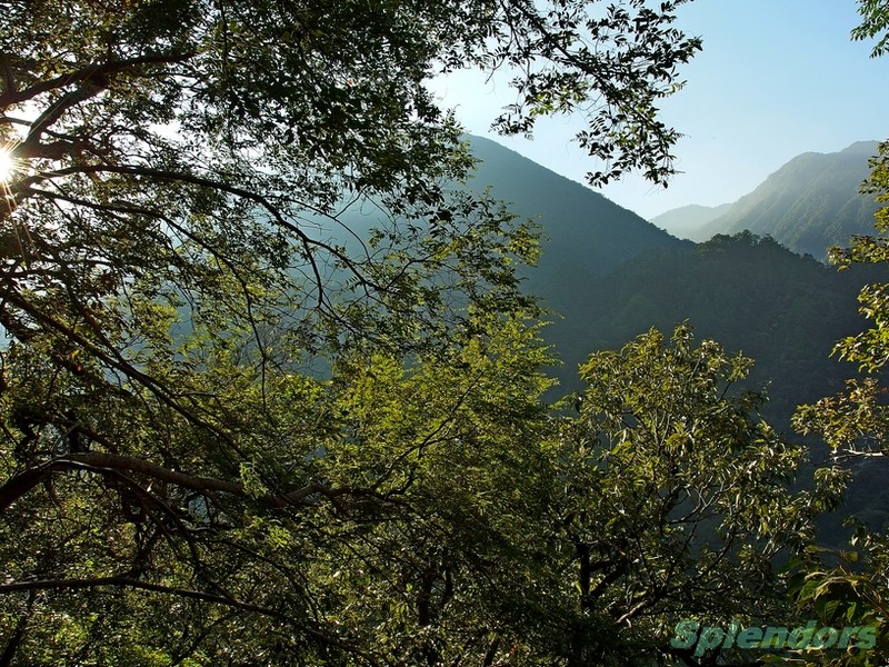 清晨山林步道  (與陽光槓上, 蓝天 + 绿林, 通通打包)