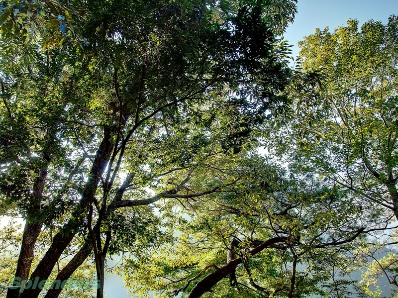 清晨山林步道  (與陽光槓上, 蓝天 + 绿林, 通通打包)