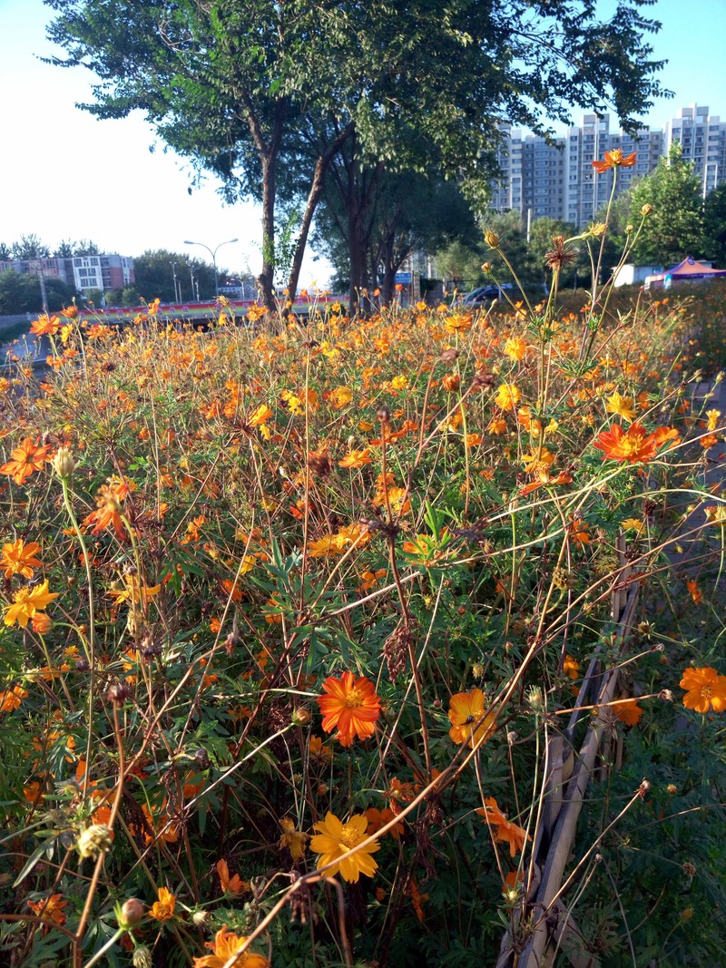 #魅族MX5试用#梦想诚品之作，理想照进现实之魅族MX5试用—拍照体验