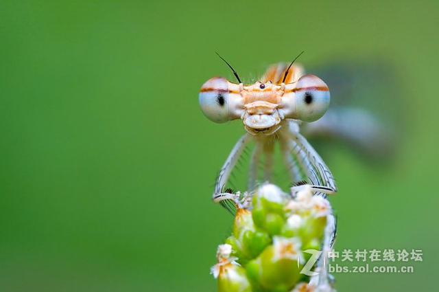 微距摄影的另一个视界