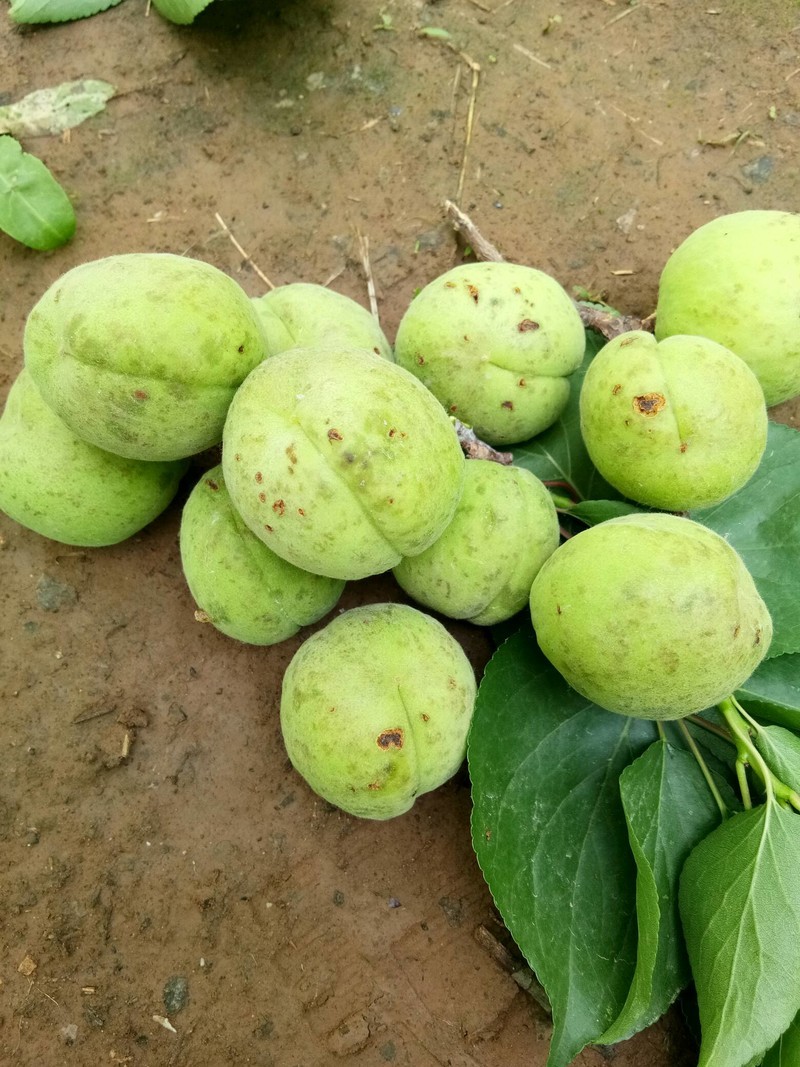 谁知到这杏子果面是什么病请帮帮我应该怎么防治