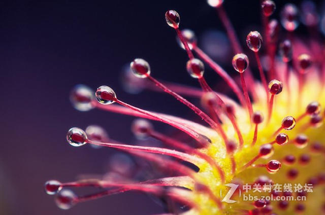 微距摄影的另一个视界