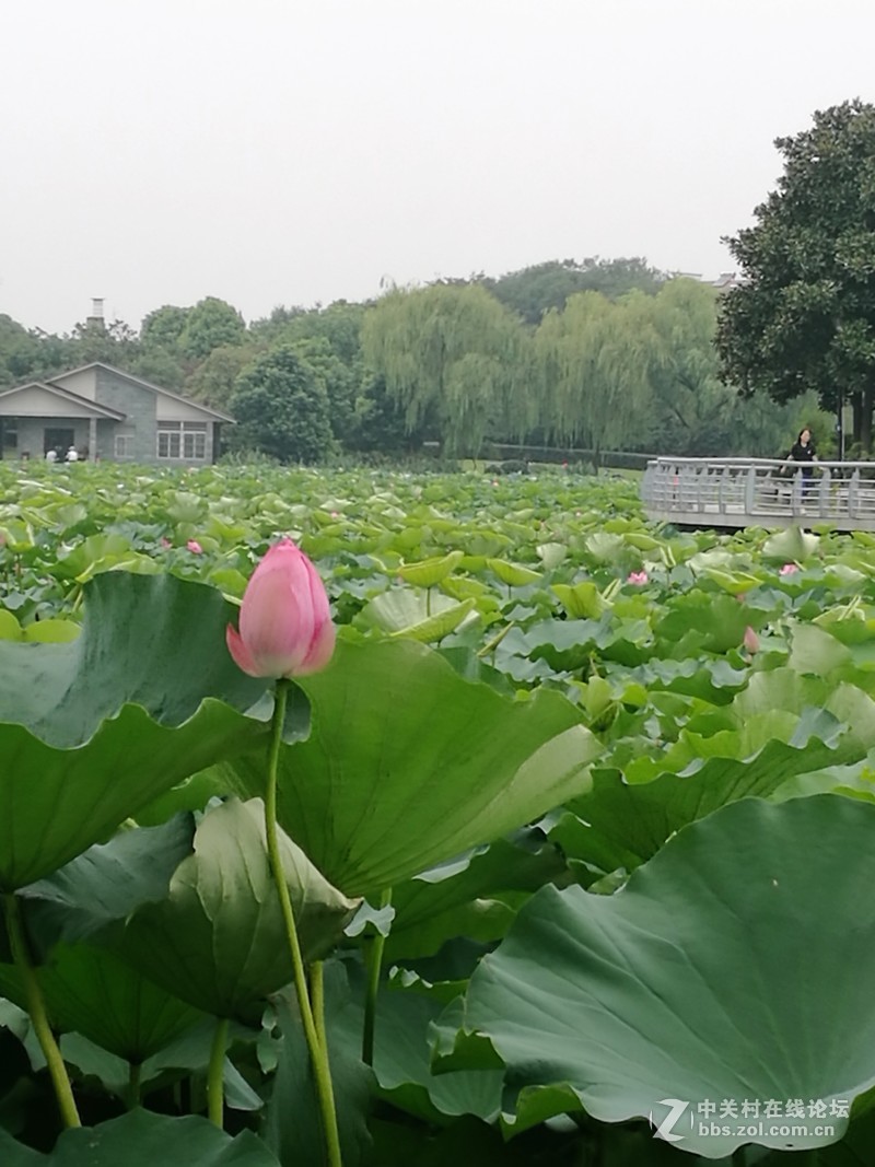 春分公园看荷花