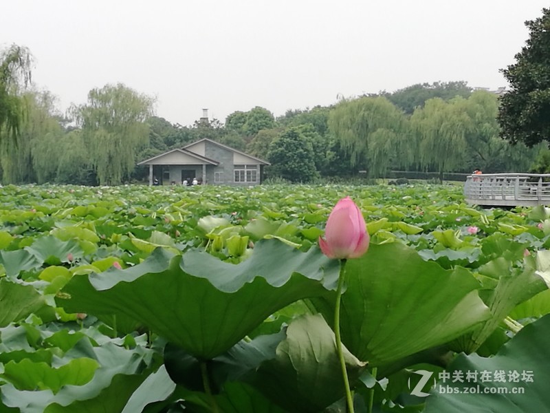 春分公园看荷花