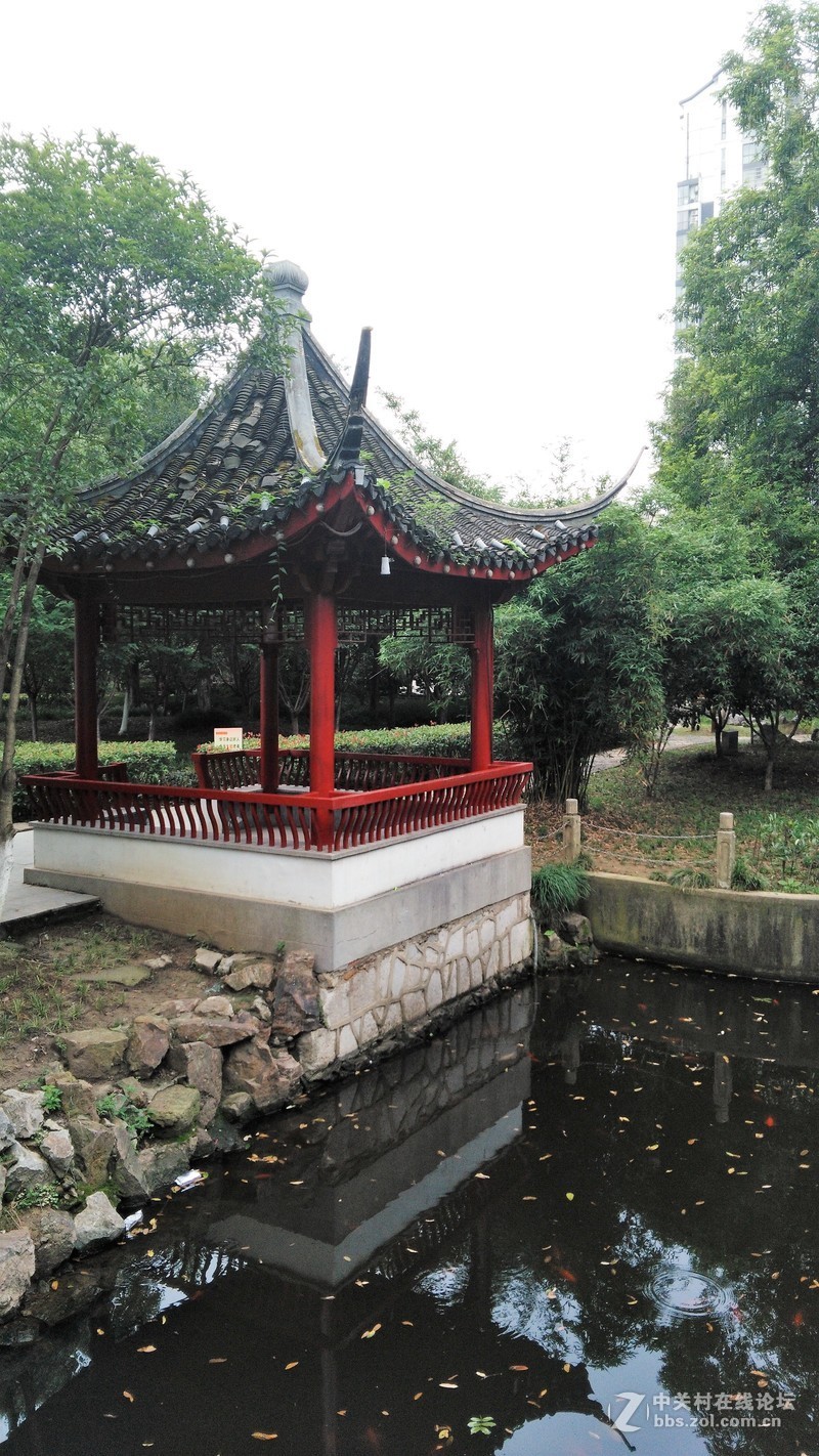 春分公园看荷花