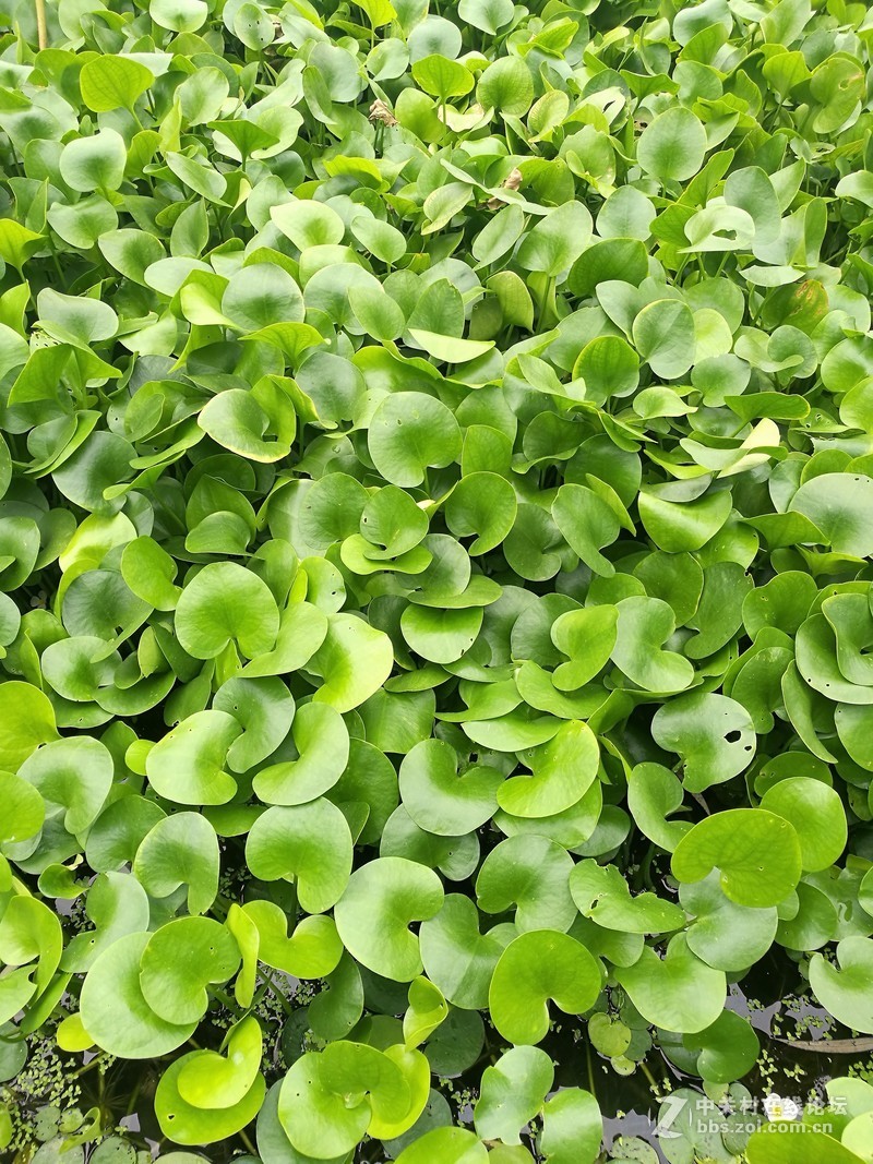 春分公园看荷花