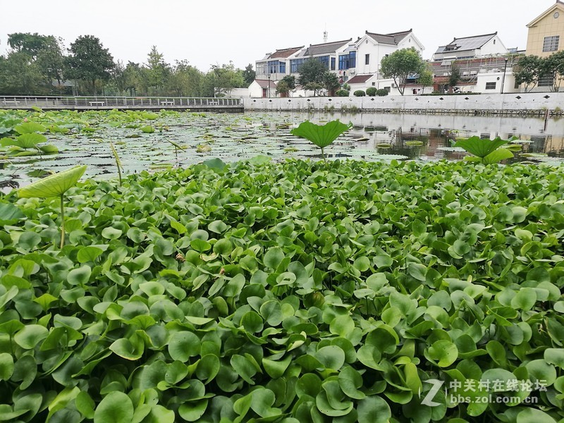 春分公园看荷花