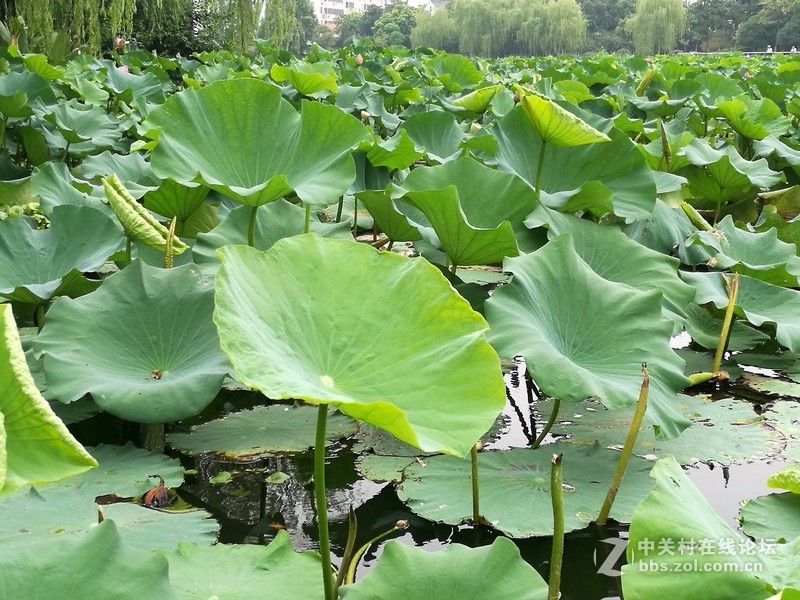 春分公园看荷花