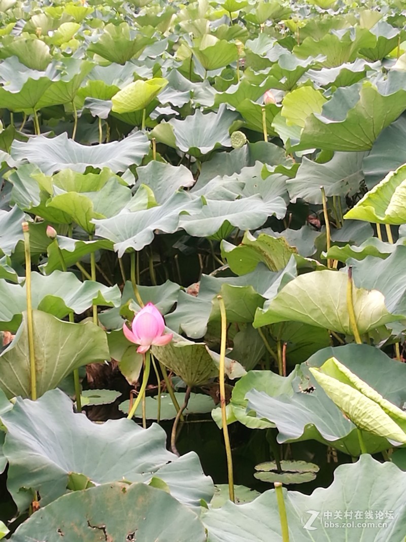 春分公园看荷花