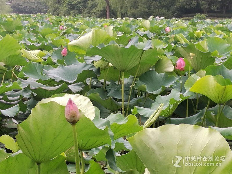 春分公园看荷花