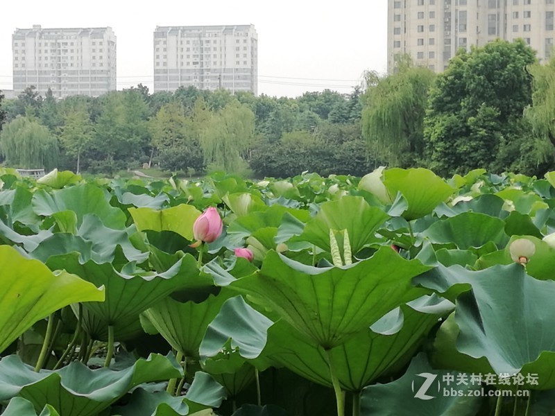 春分公园看荷花