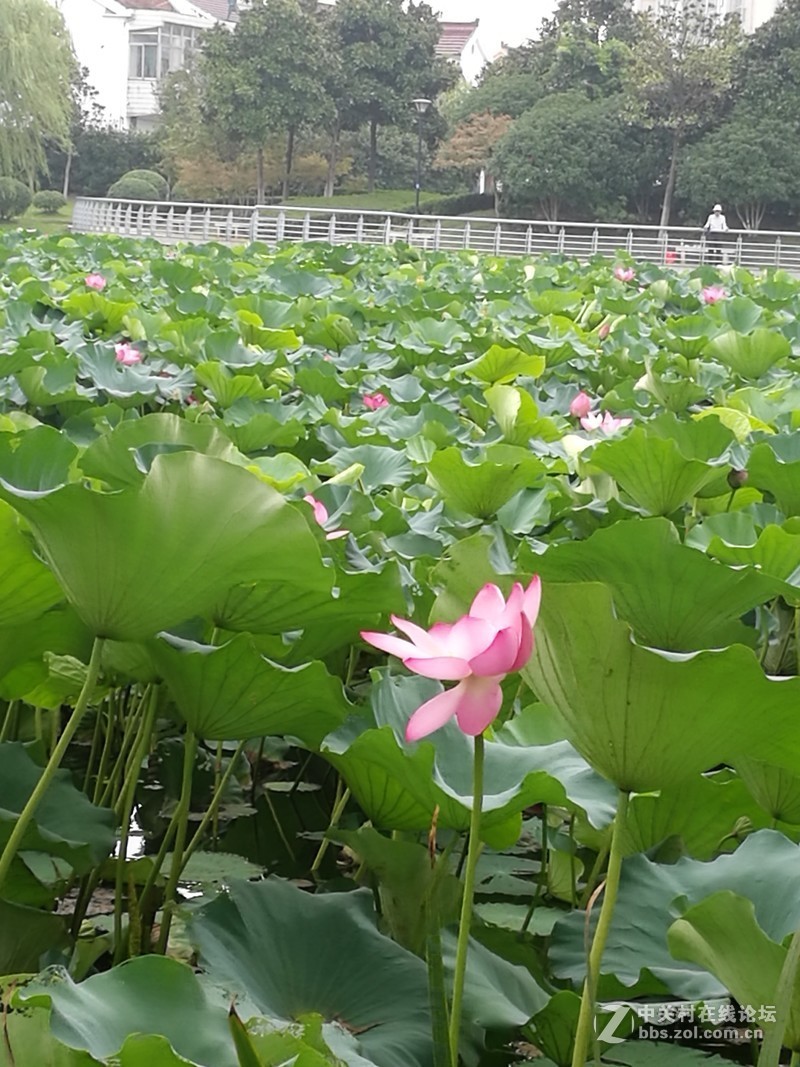 春分公园看荷花