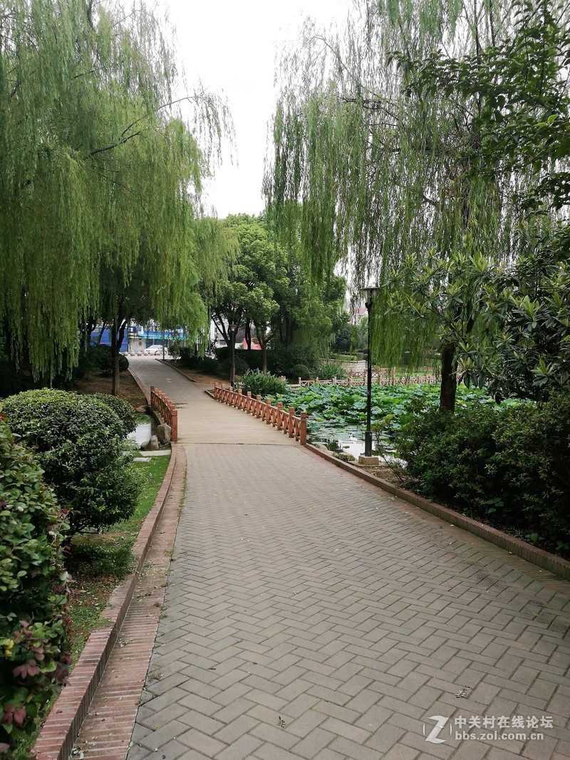 春分公园看荷花