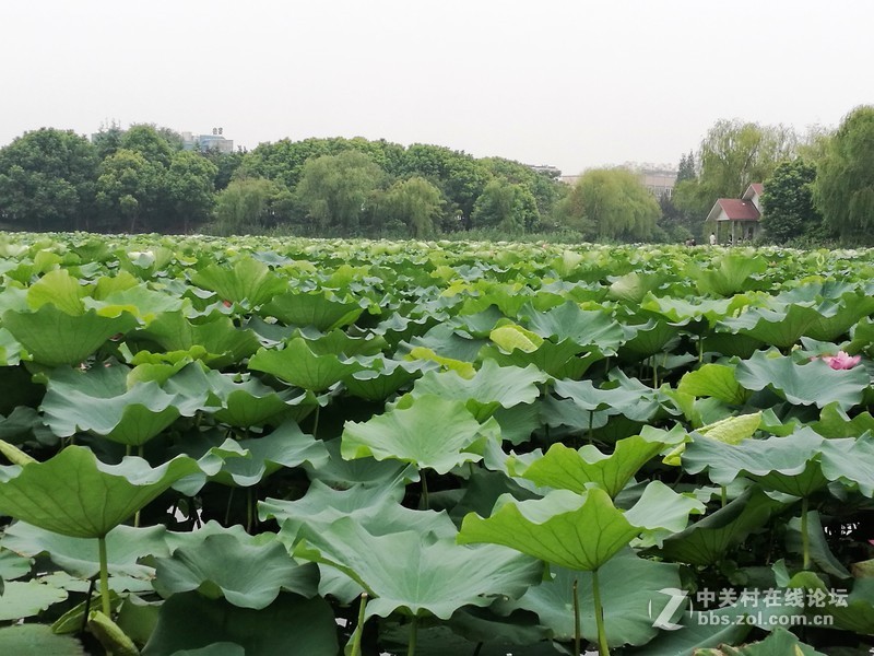 春分公园看荷花