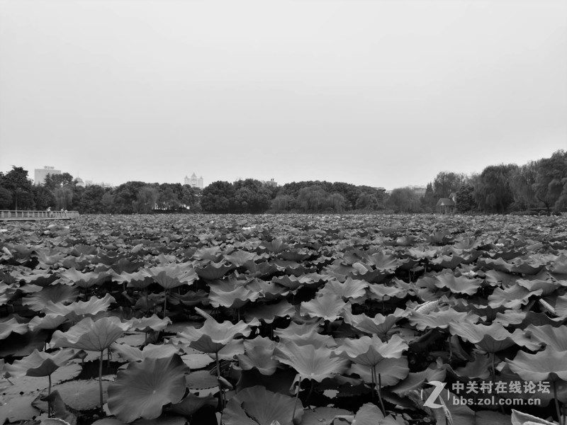 春分公园看荷花