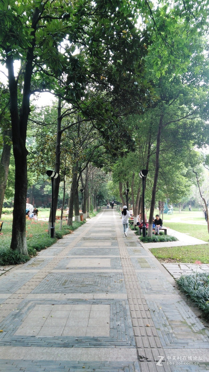 春分公园看荷花