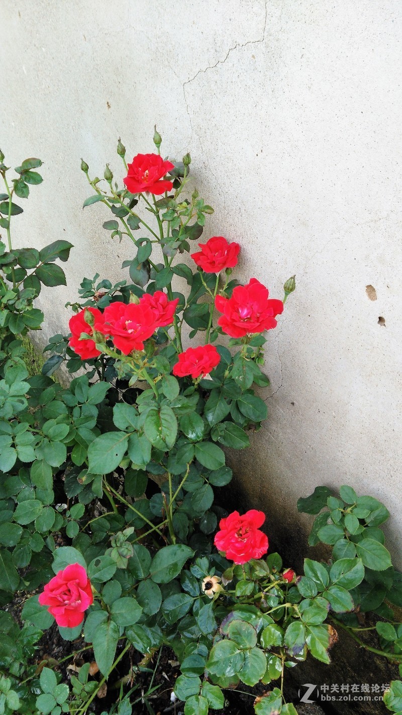 春分公园看荷花