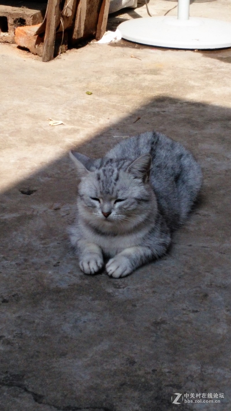 春分公园看荷花