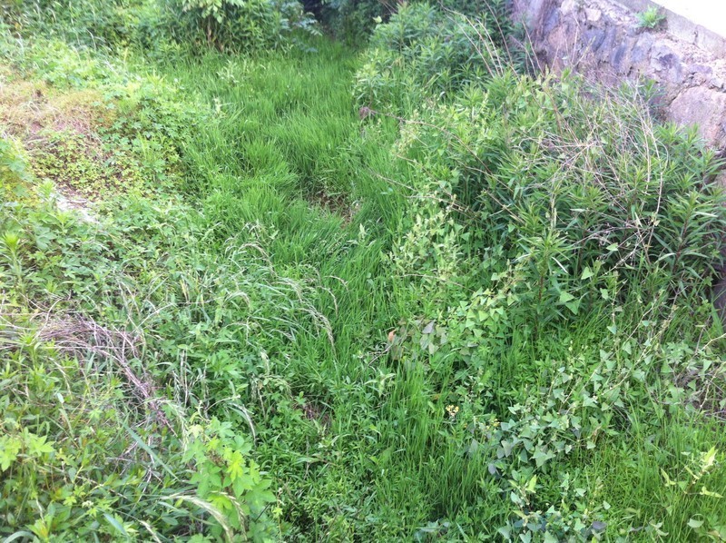 【分享】昨天下午去了趟杨梅山（还没熟）