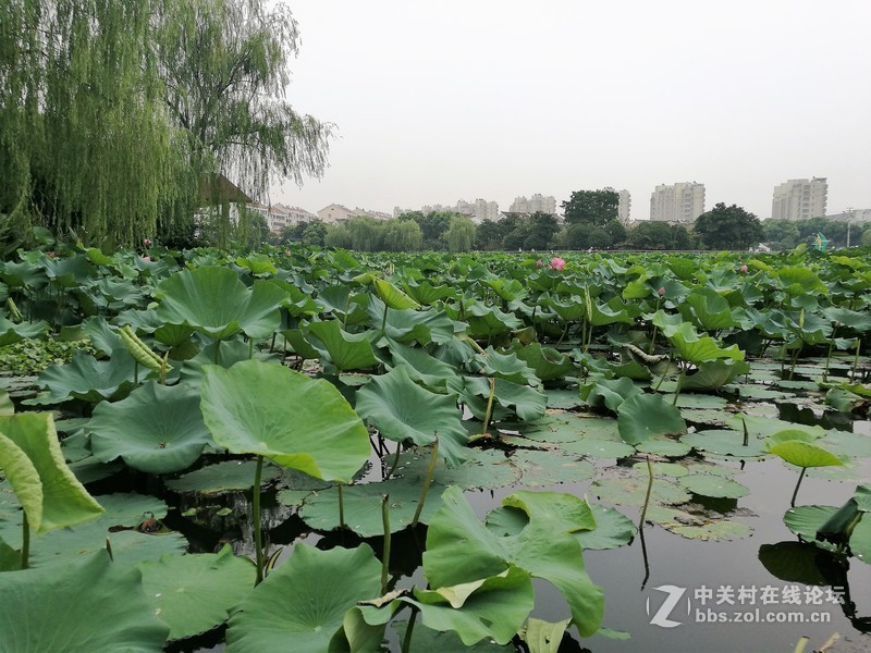 春分公园看荷花