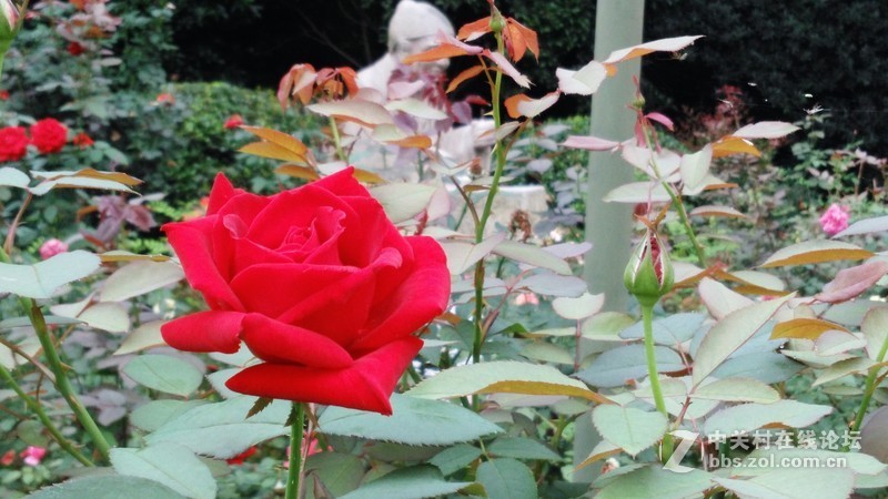 春分公园看荷花